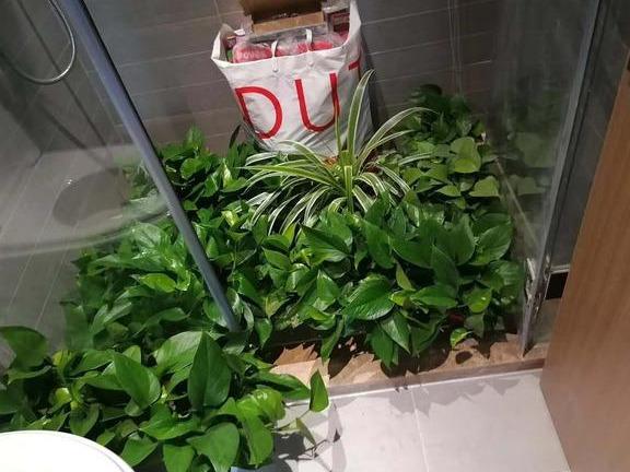 聪明人都爱养这四种花，广州除甲醛，越养越健