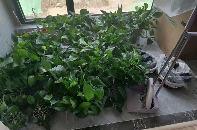 广州除甲醛：植物也能除甲醛？有多大作用呢？