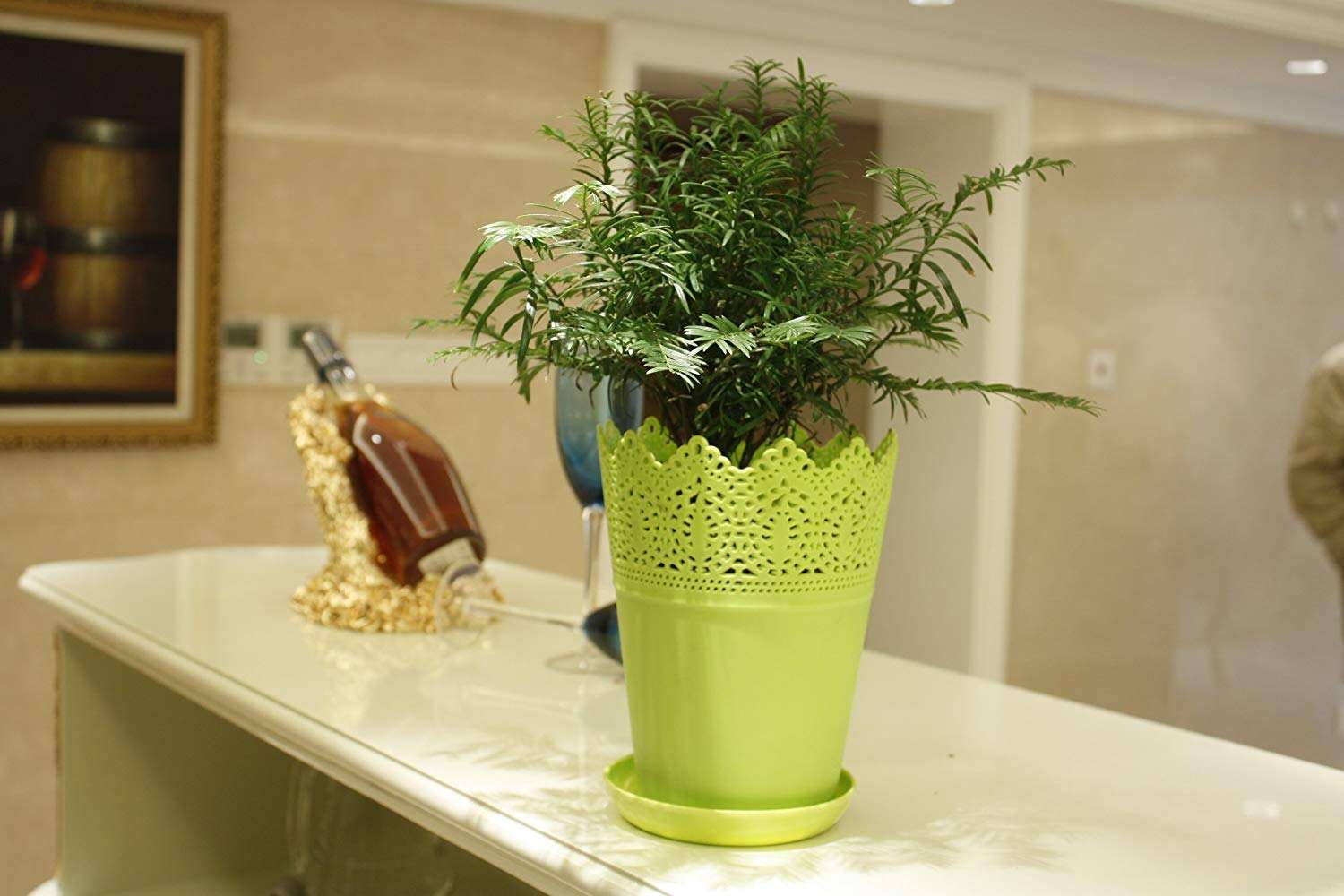 除甲醛植物效果如何?